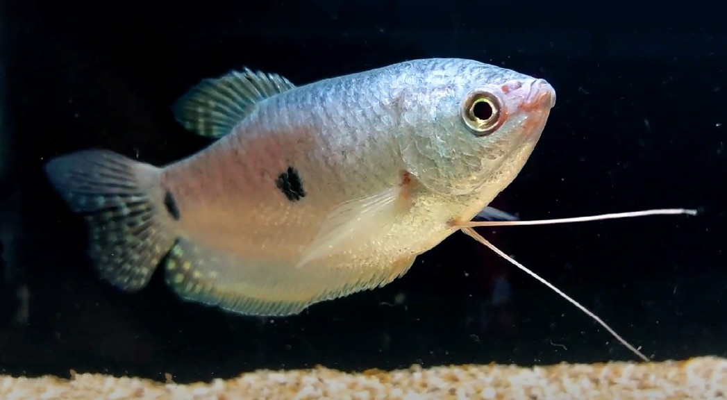 Three spot gourami fish