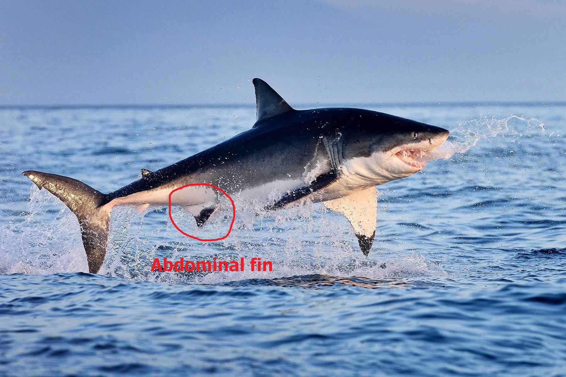 Abdominal position of the fins