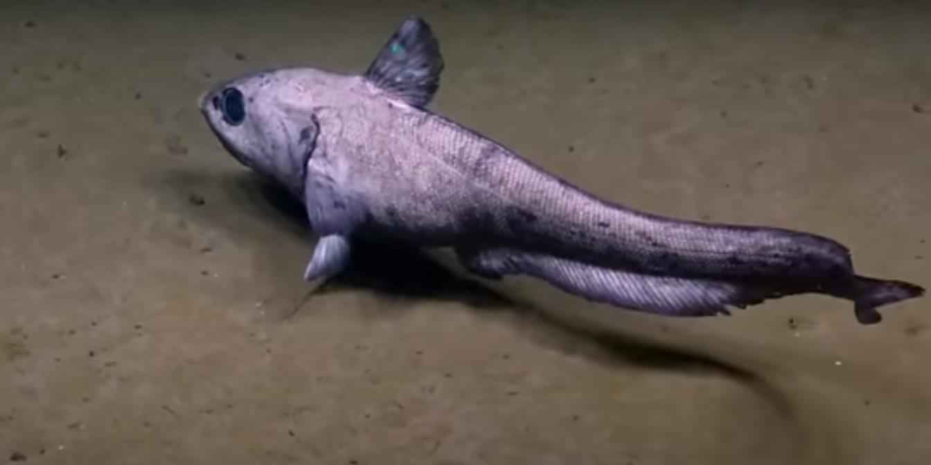 Abyssal fish