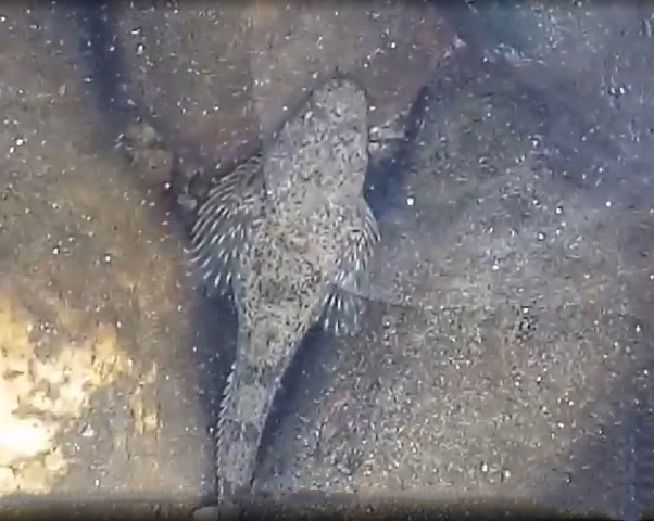 Abyssocottinae