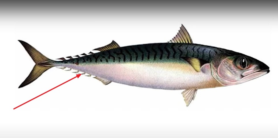 Additional fins