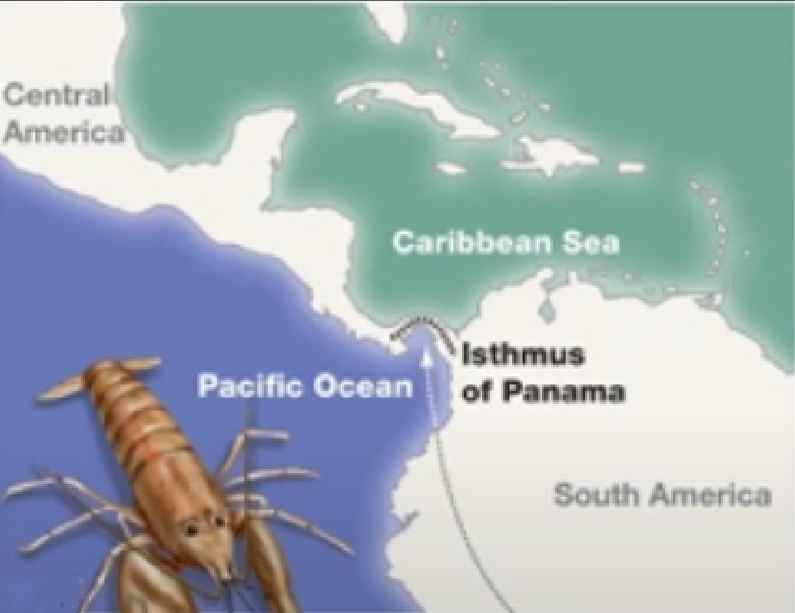 Allopatric species