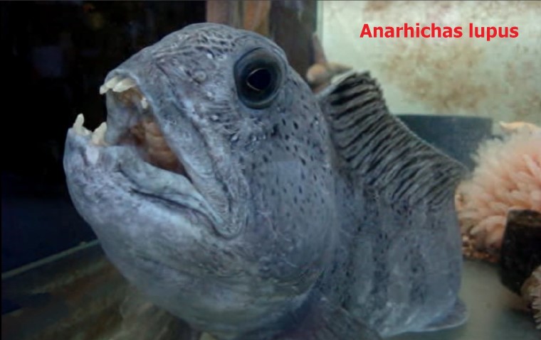 Anarhichadidae