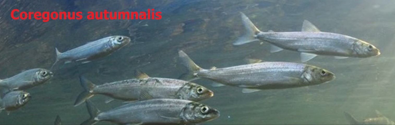 Animal-eating fish