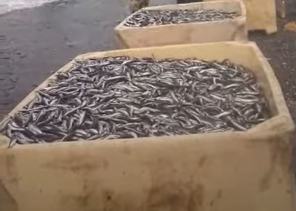 Capelin