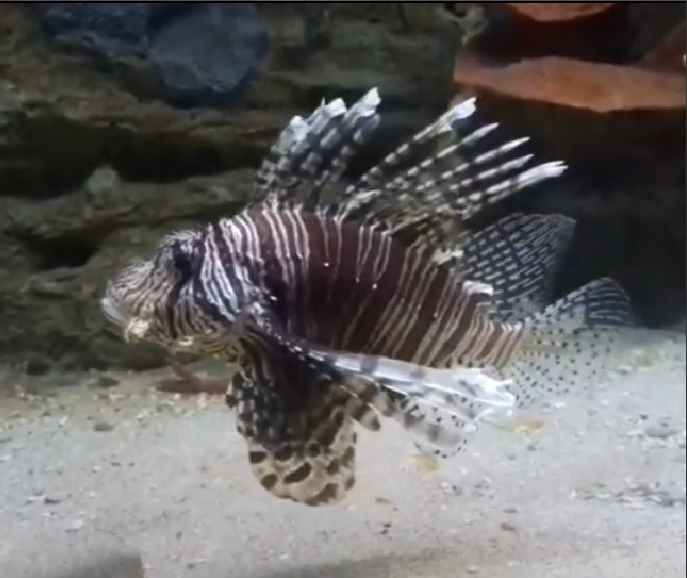 Armed Fish