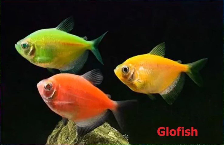 Artificial selection