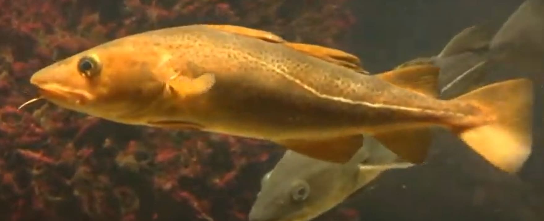 Atlantic cod