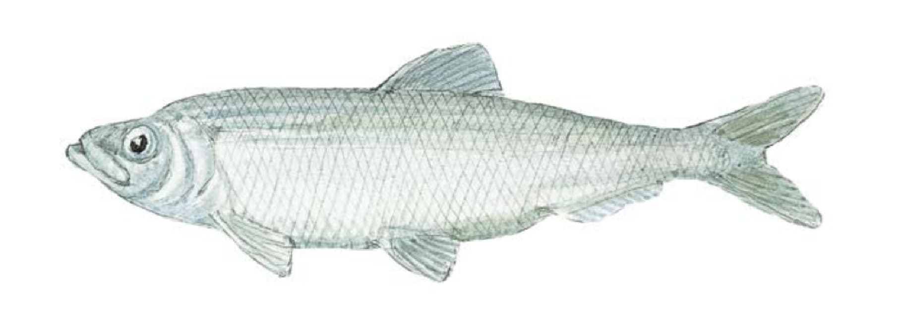 Atlantic herring