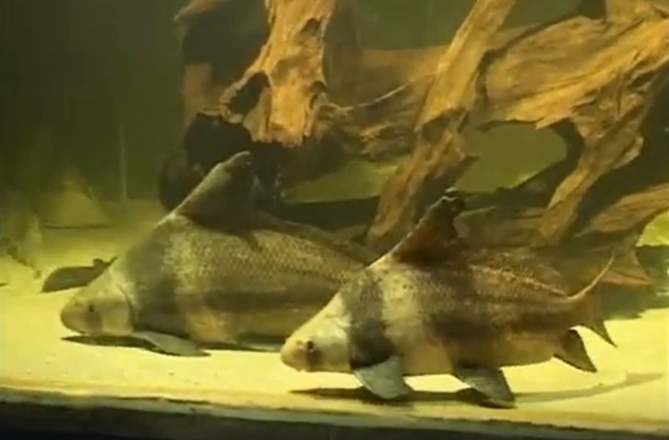 Catostomidae