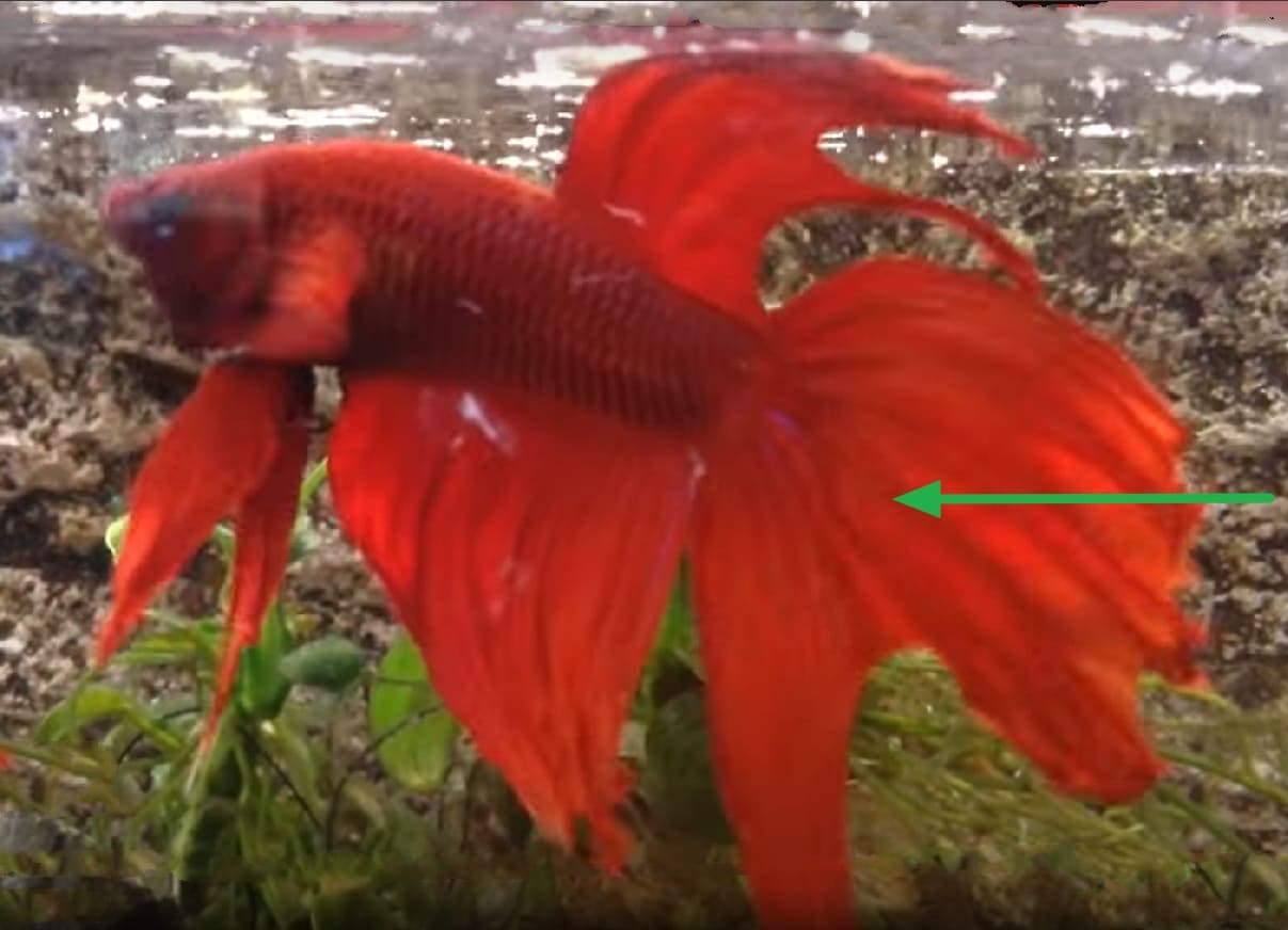 Caudal fin