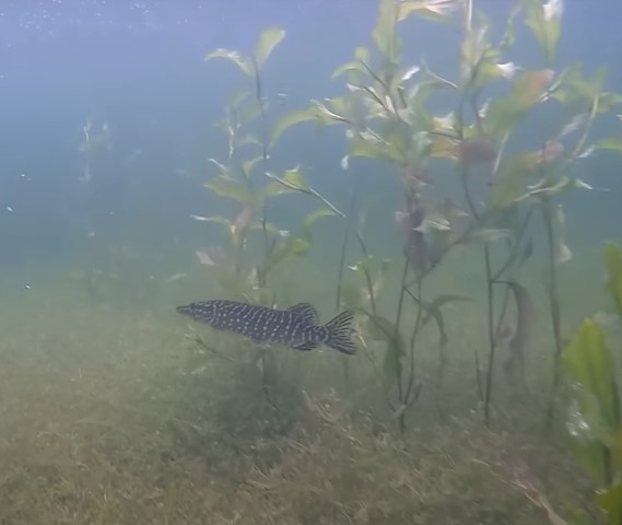 Availability of fish