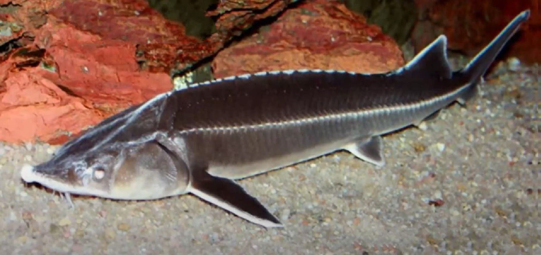 Bastard sturgeon