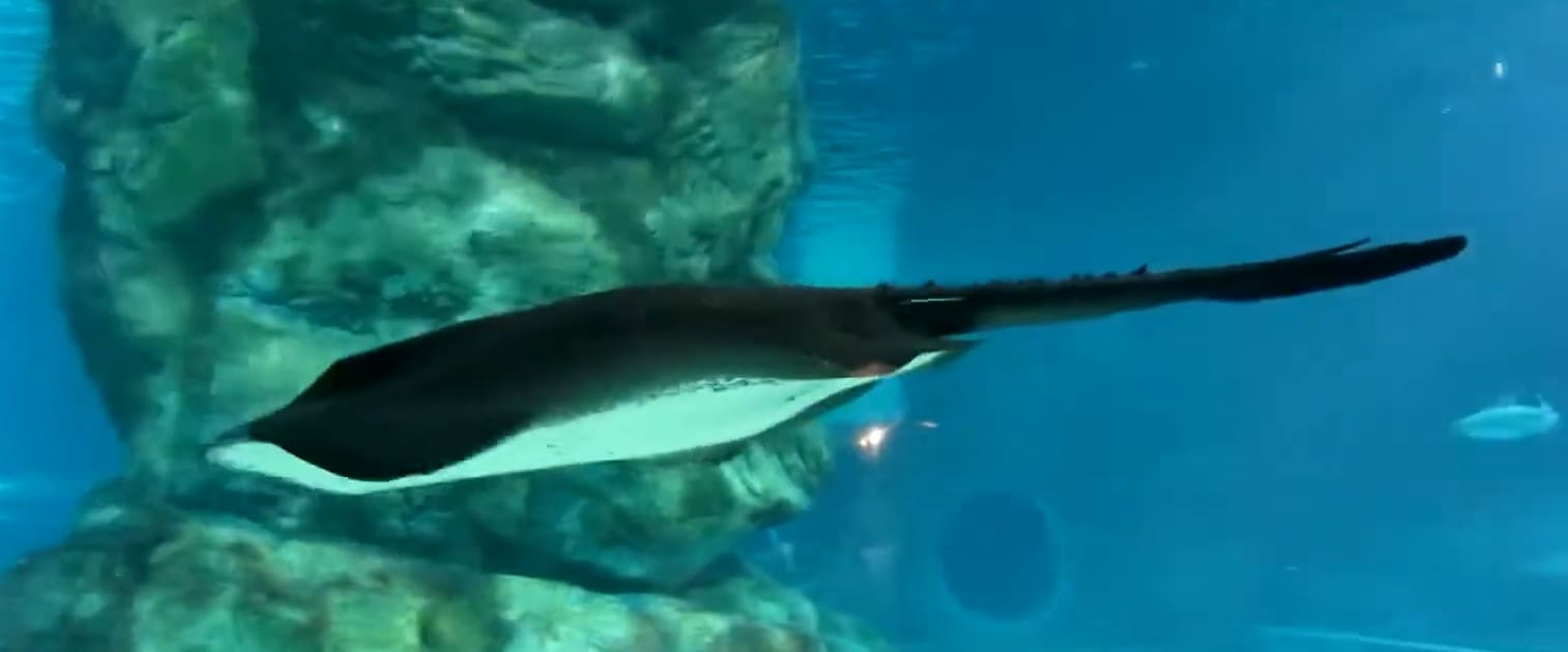Batomorphi