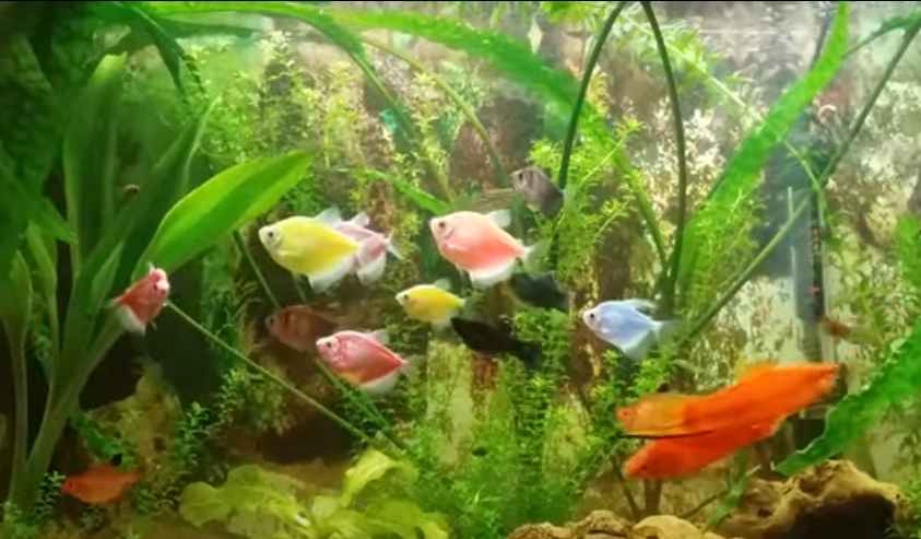 Biodiversity