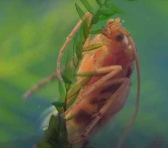 Bioindicators