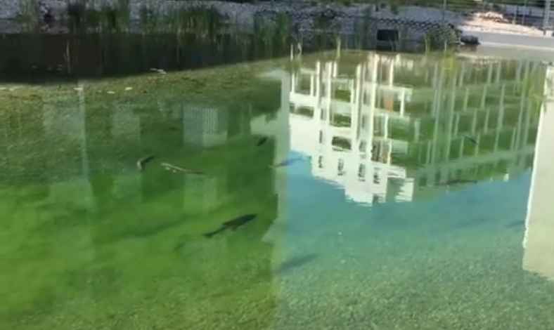 Biological productivity of the reservoir