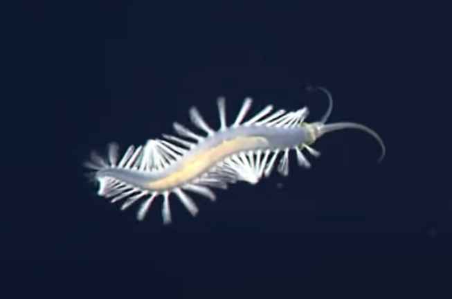 Bioluminescence