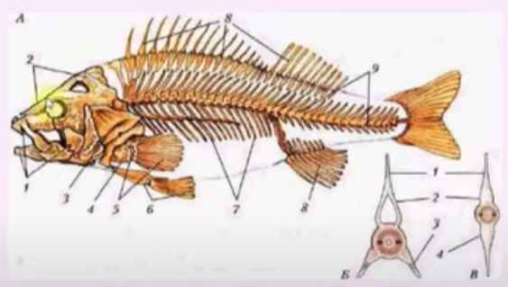 Bionics