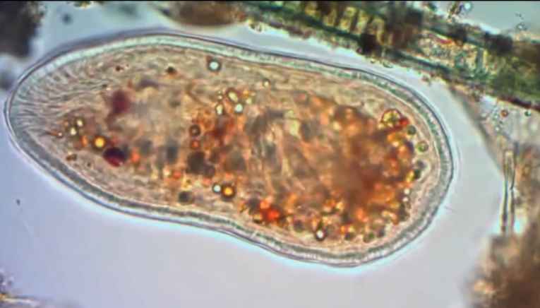 Biopurification of water