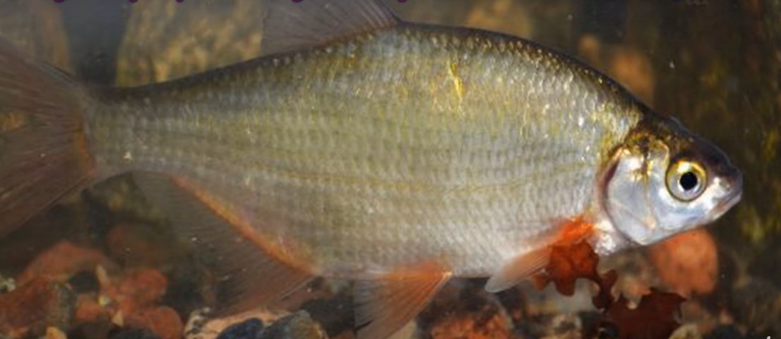 Blicca bjoerkna