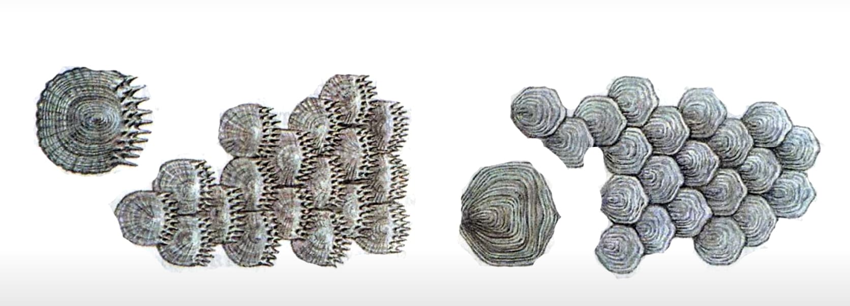 Bony scales