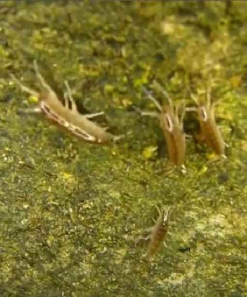 Amphipoda