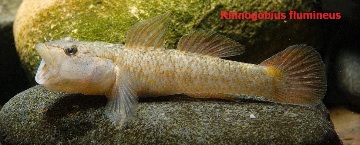 Bottom fish