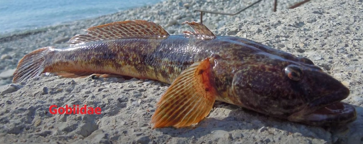 Brackish-water fishes