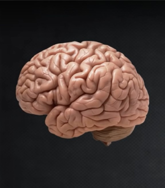 Brain