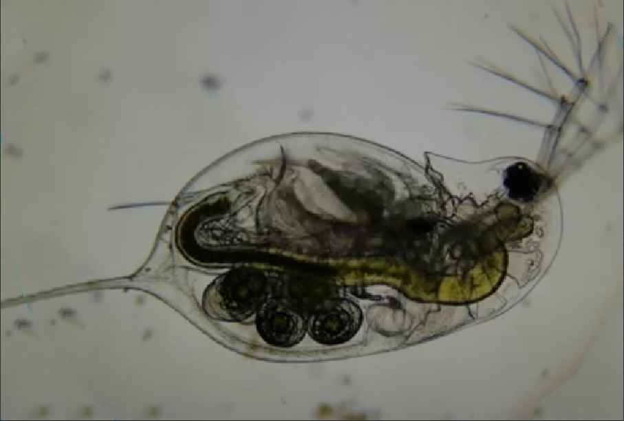 Diplostraca (Cladocera)