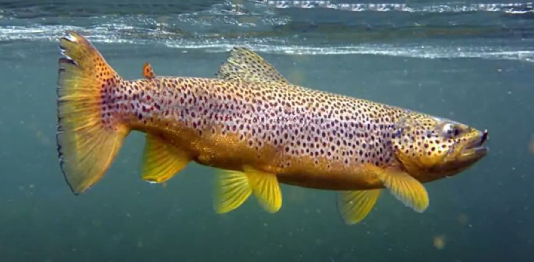 Brown trout