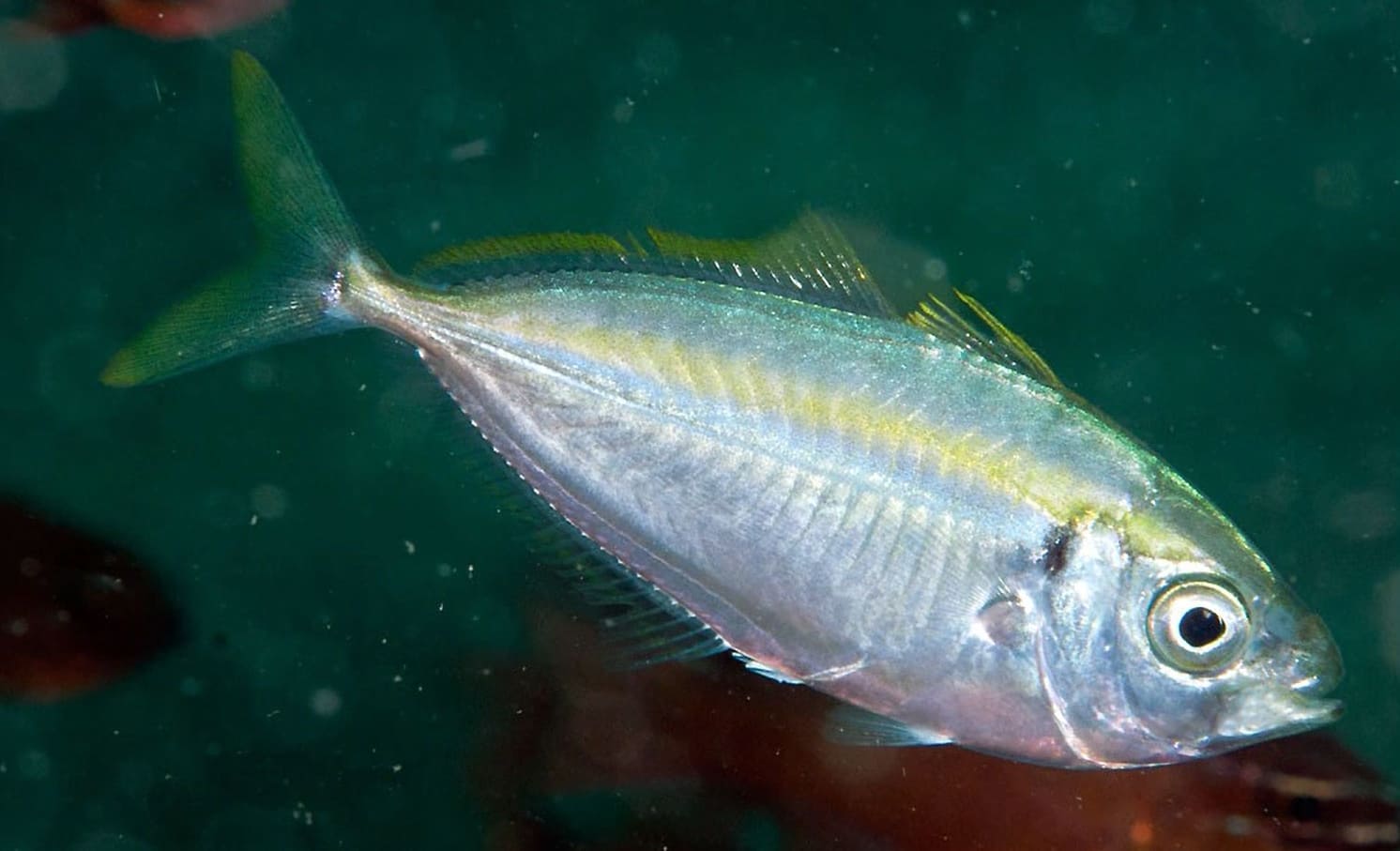 Carangidae