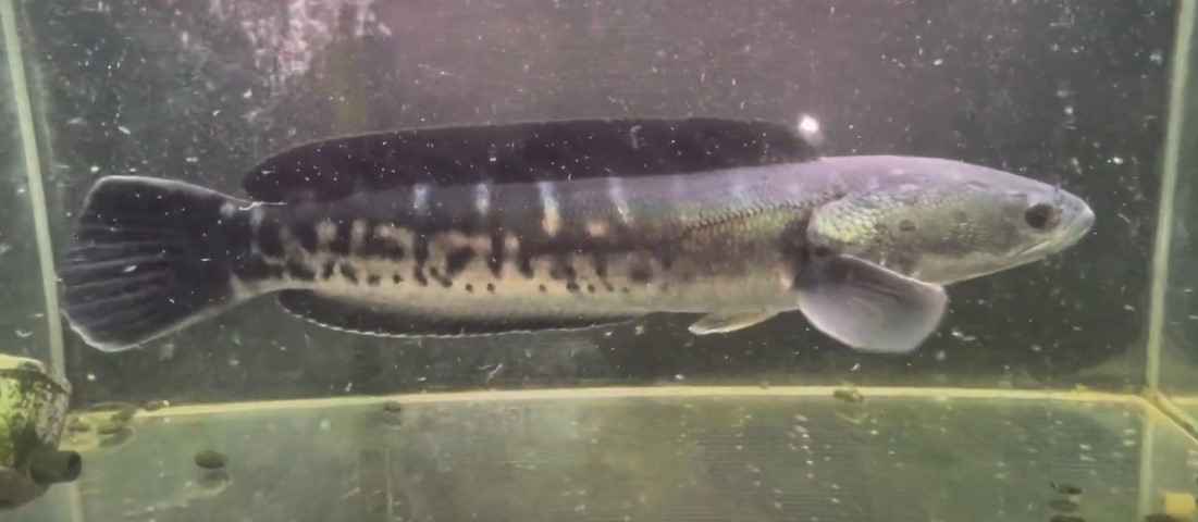 Channidae