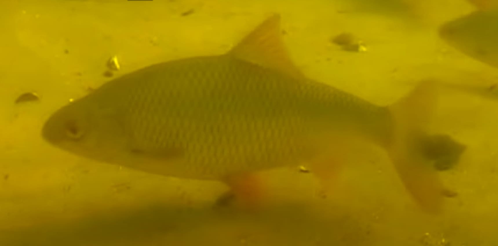 Common roach