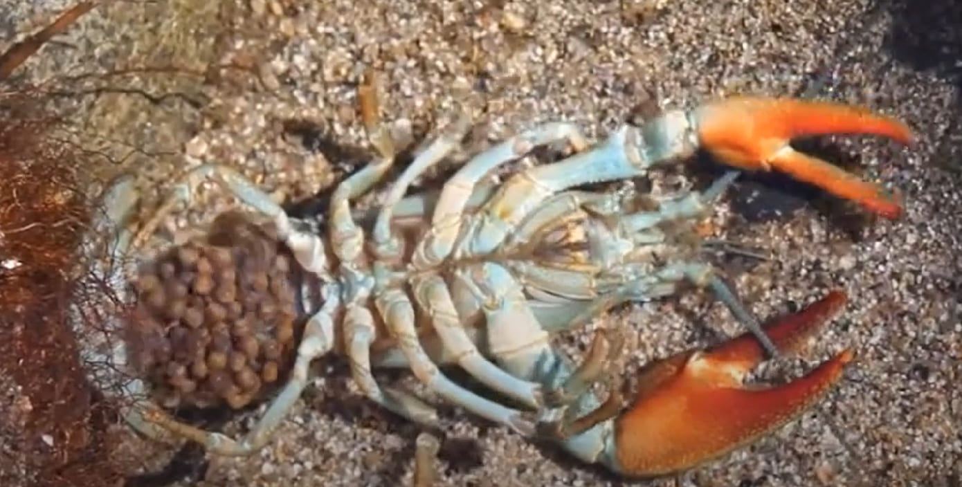 Crustaceans