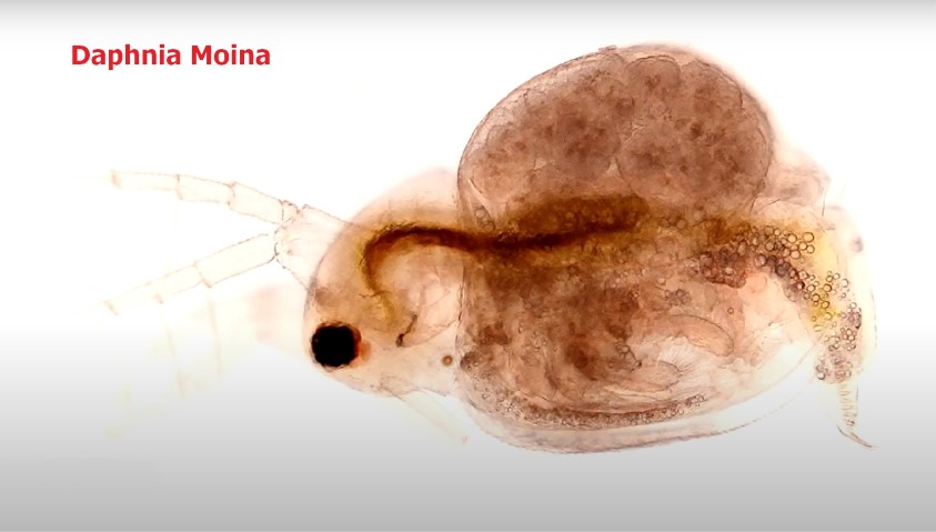 Daphnia
