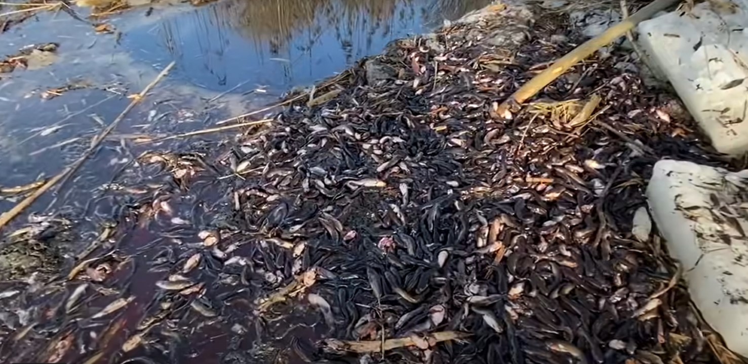 Death of fish