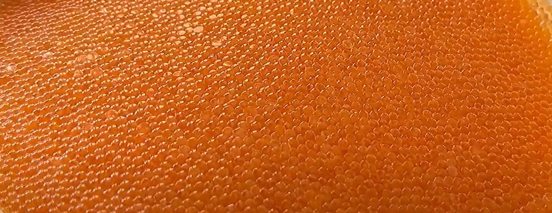 Degeneration of fish eggs