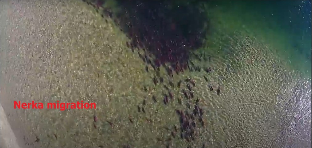 Denatant migration