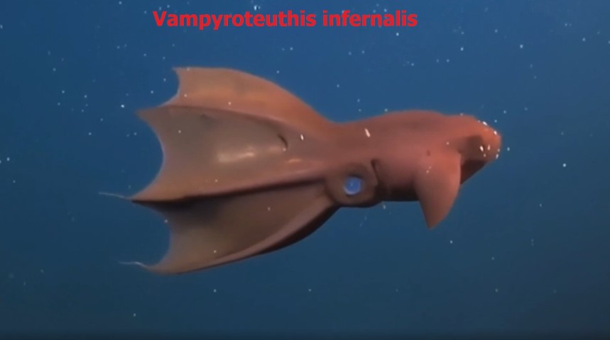 Detritivore