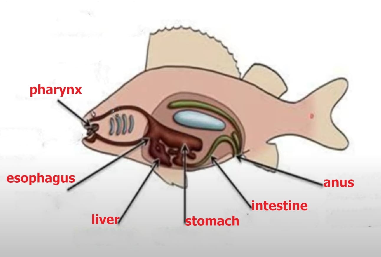 Digestive system