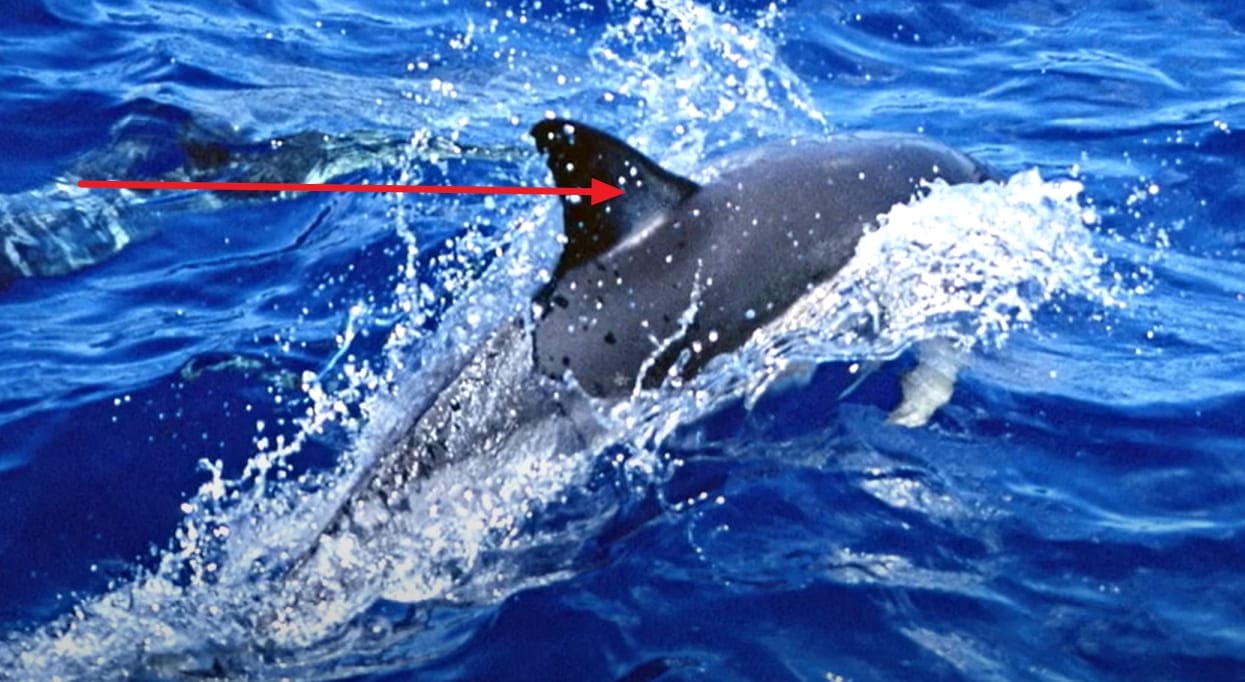 Dorsal fin