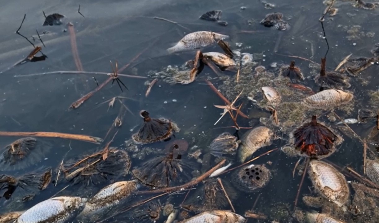 Dying pond