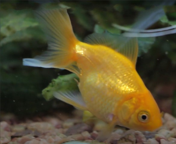 Dystrophy in fish