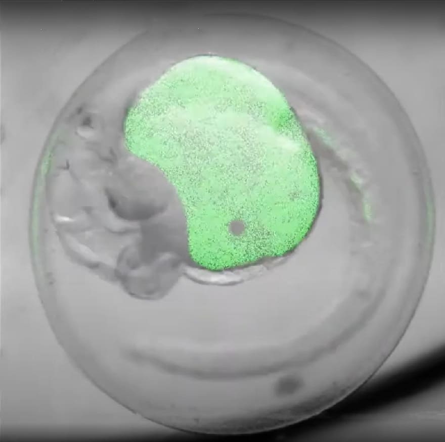 Embryo