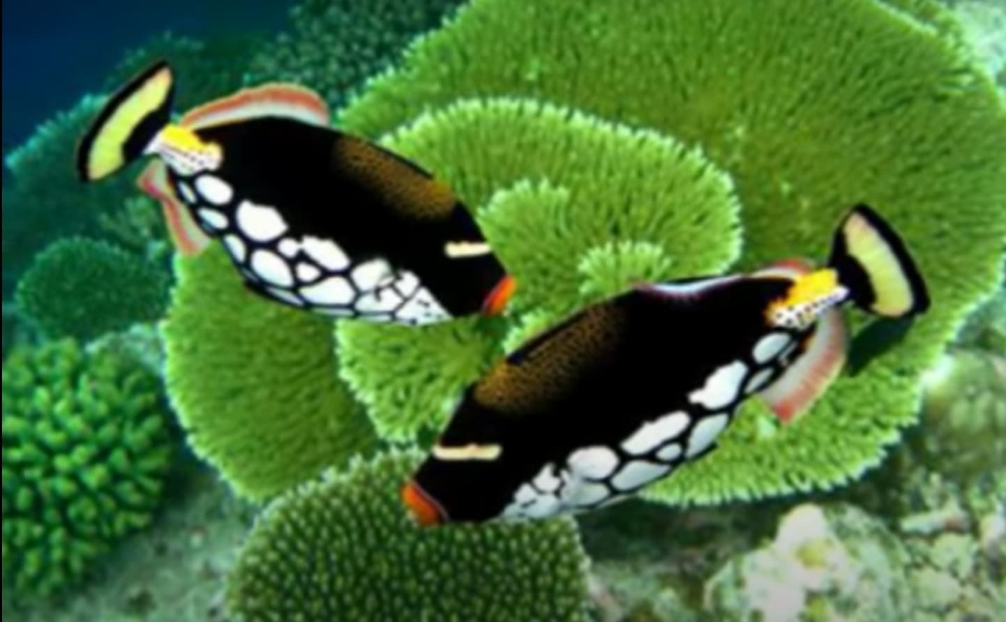 Endemics