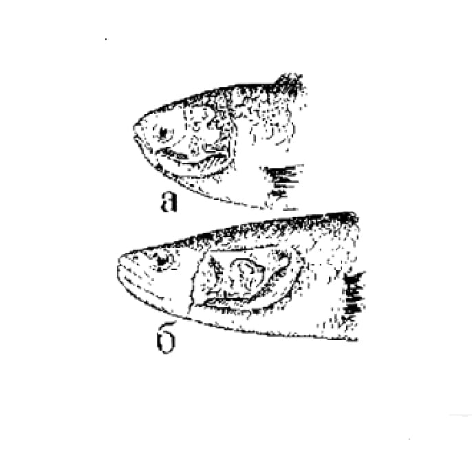 Epibranchial organ