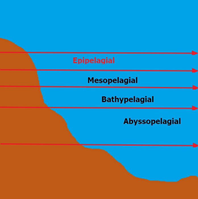 Epipelagial