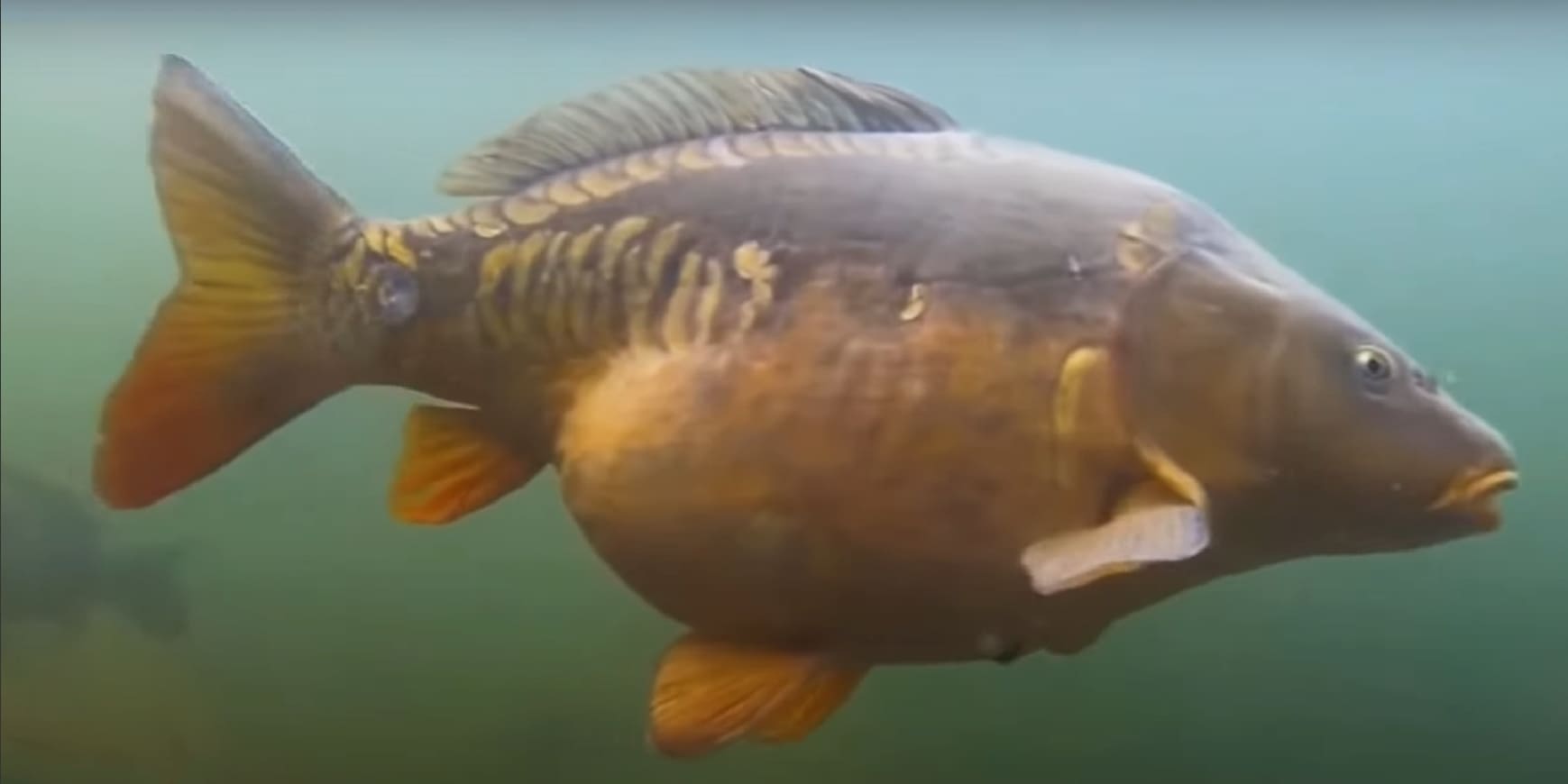 Eurasian carp
